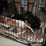 dogpic10 dogpic10