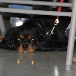 dogpic13 dogpic13