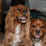dogpic15 dogpic15