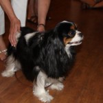 dogpic5 dogpic5